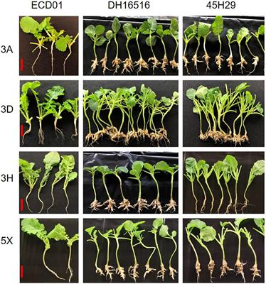 Identification of Two Major QTLs in Brassica napus Lines With Introgressed Clubroot Resistance From Turnip Cultivar ECD01